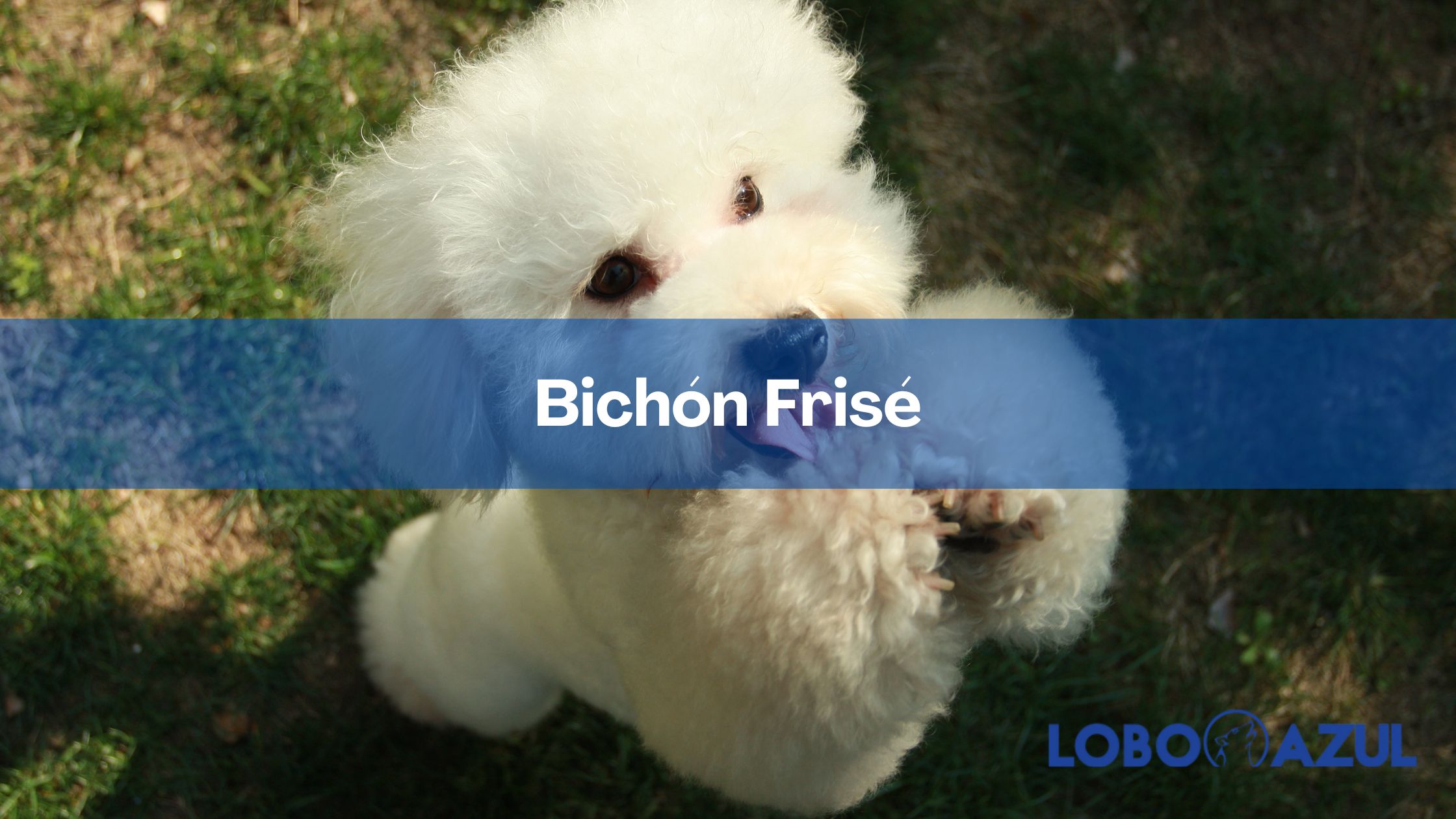 Bichón Frisé