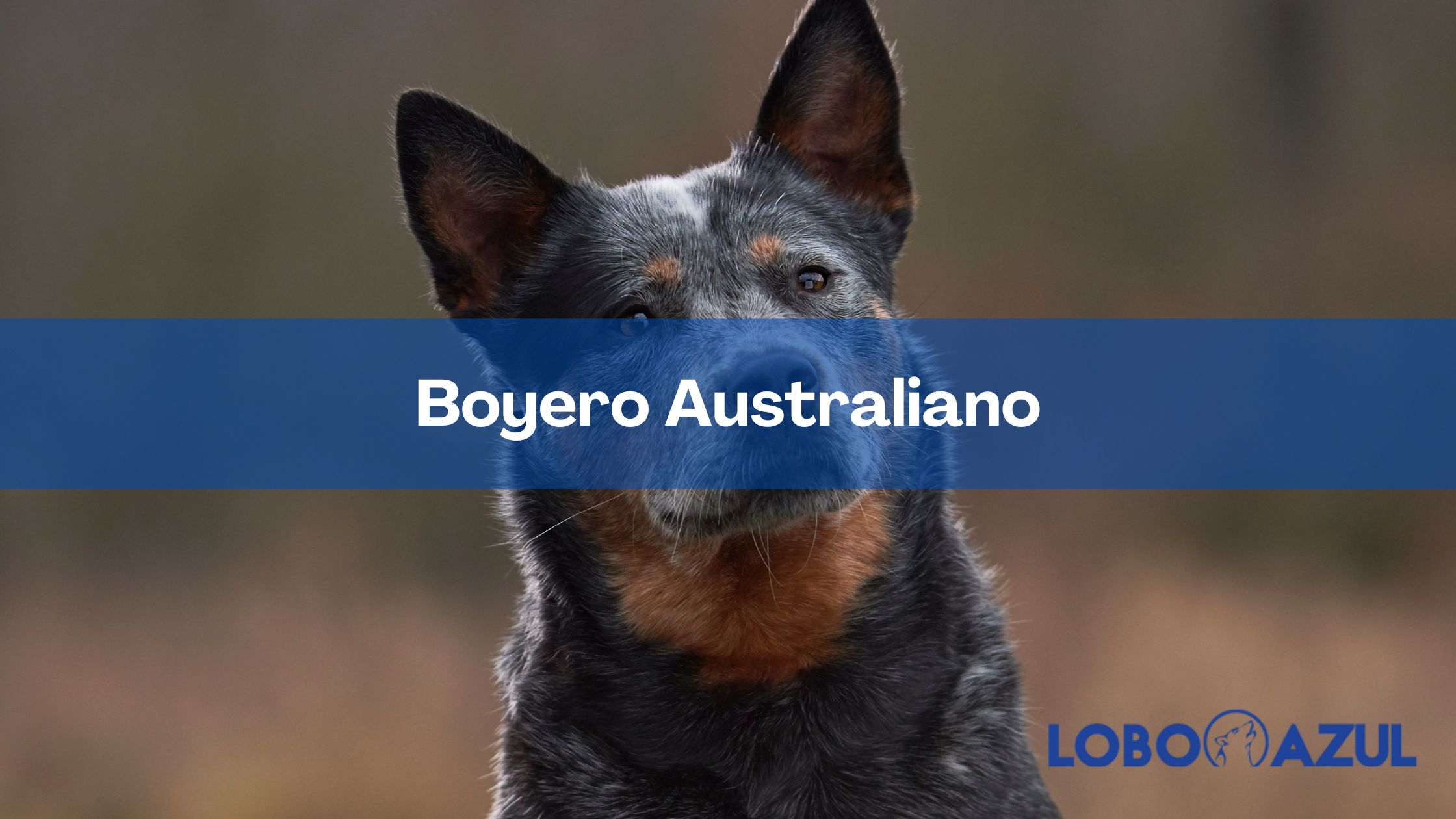 Boyero Australiano