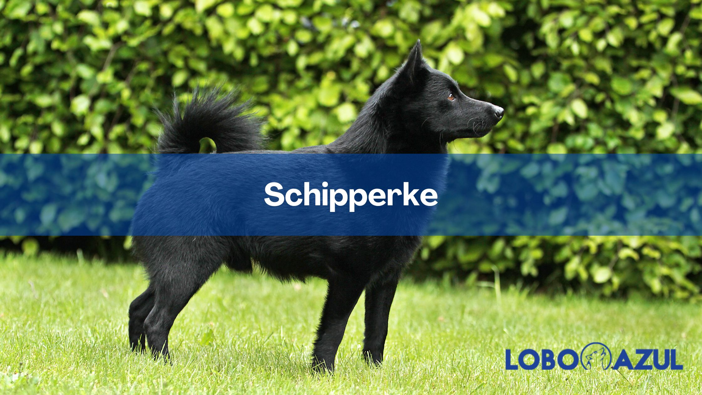 Schipperke