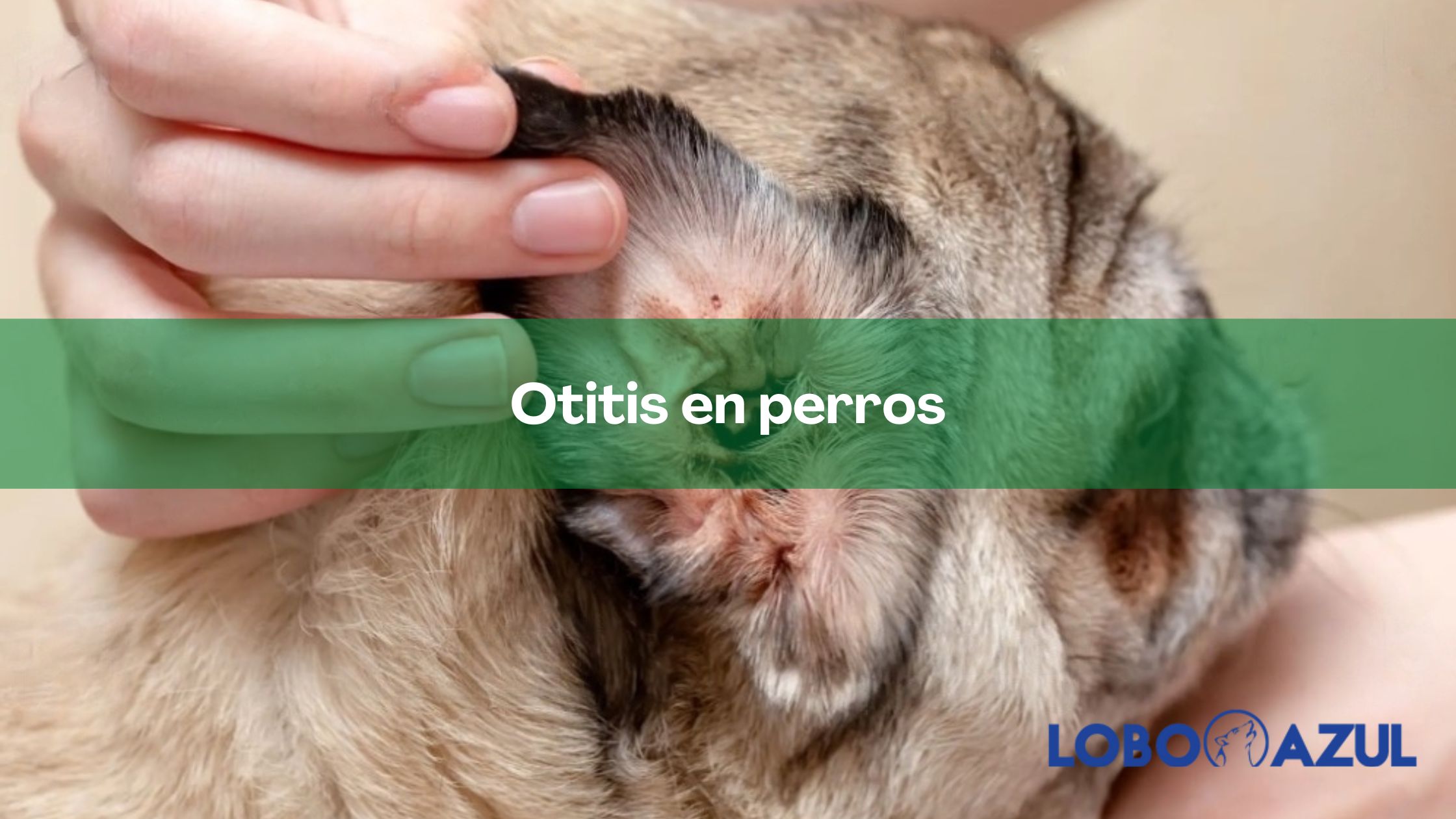 Otitis en perros