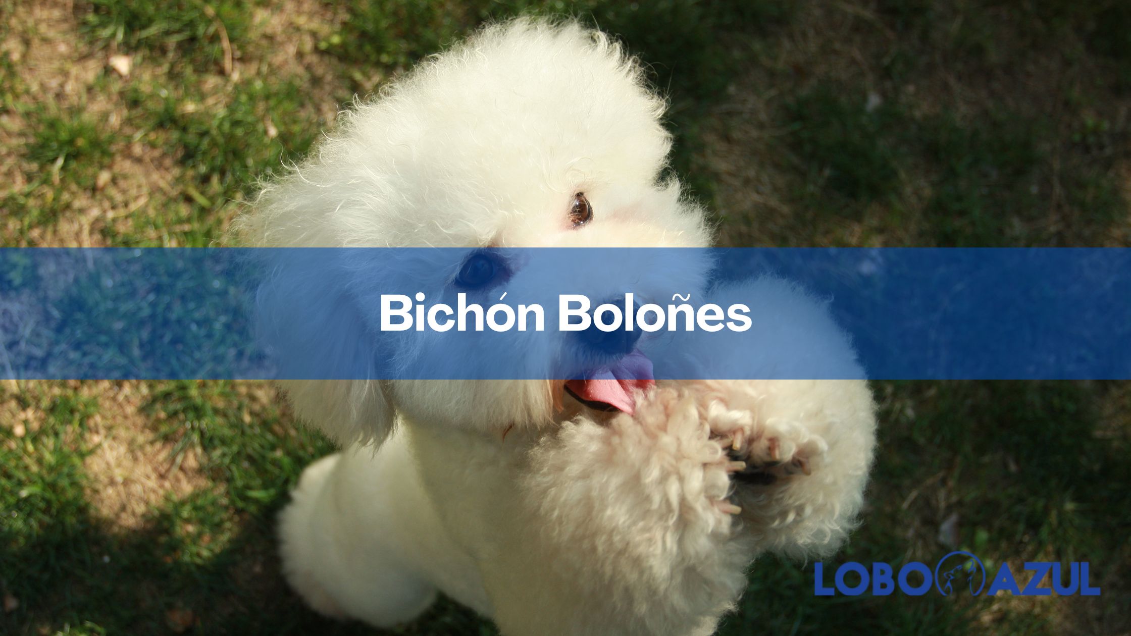 Bichón boloñés