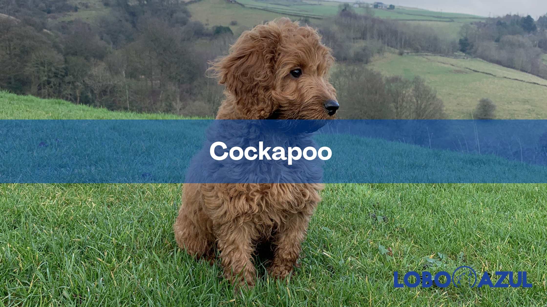 Cockapoo