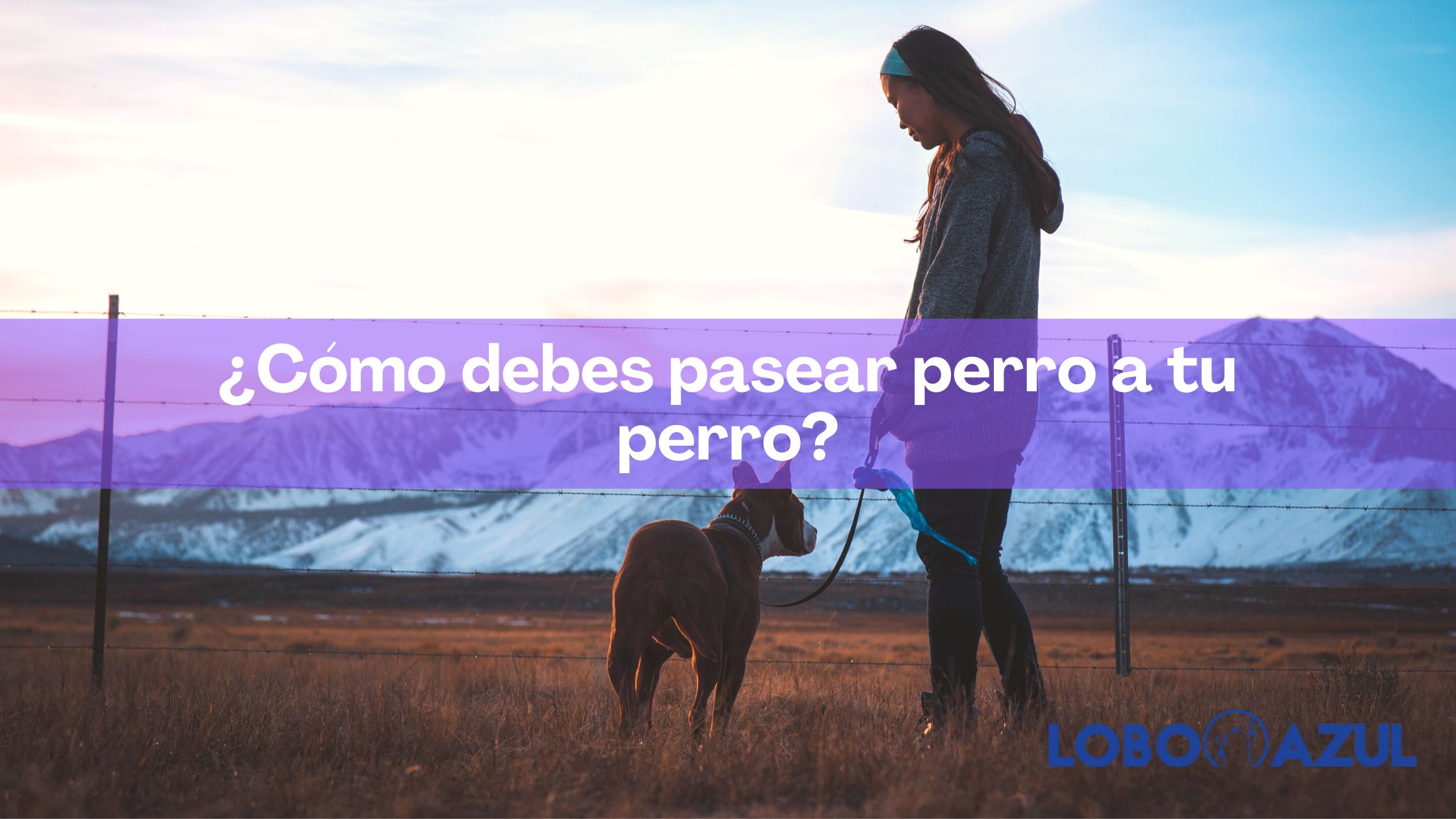 ¿Cómo debes pasear perro a tu perro?