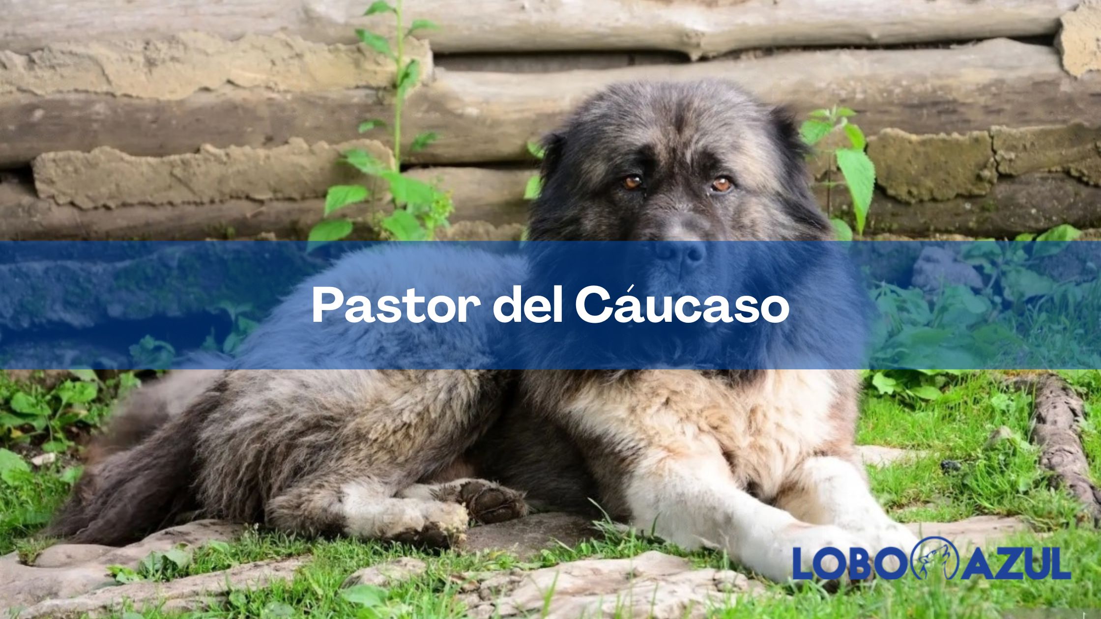 Pastor del Cáucaso