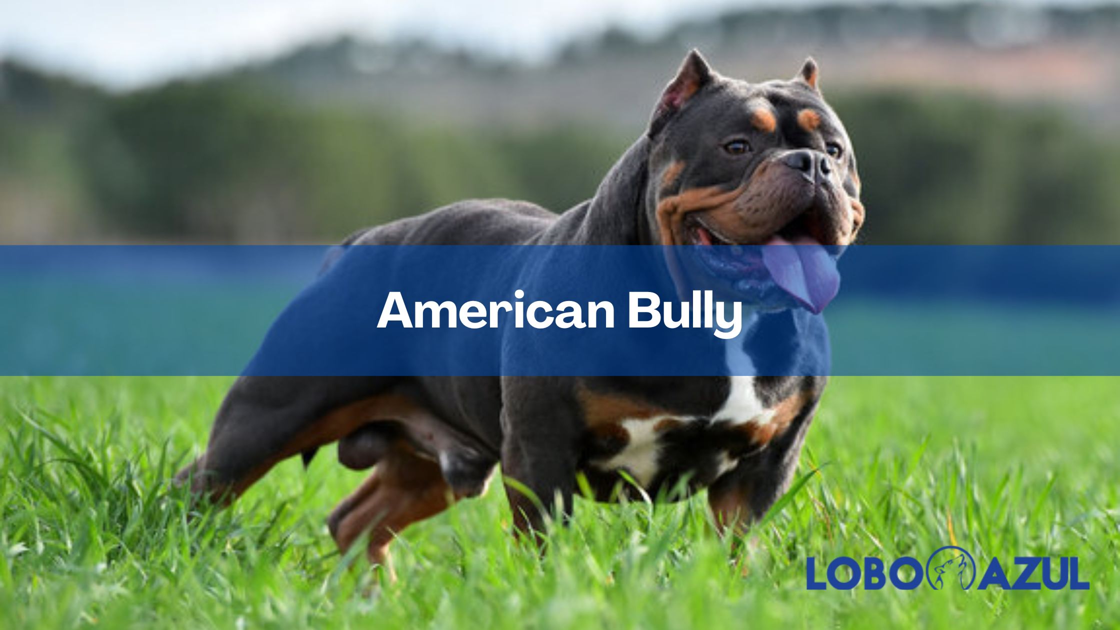 American Bully