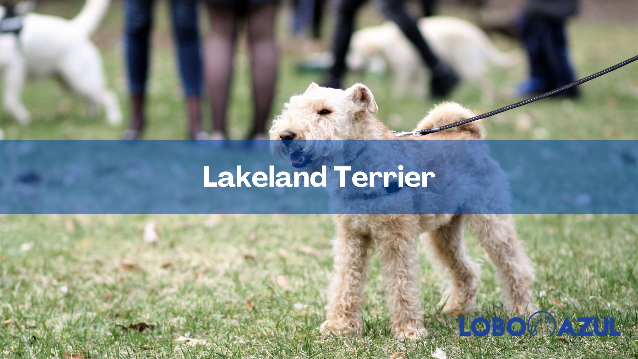 Lakeland Terrier