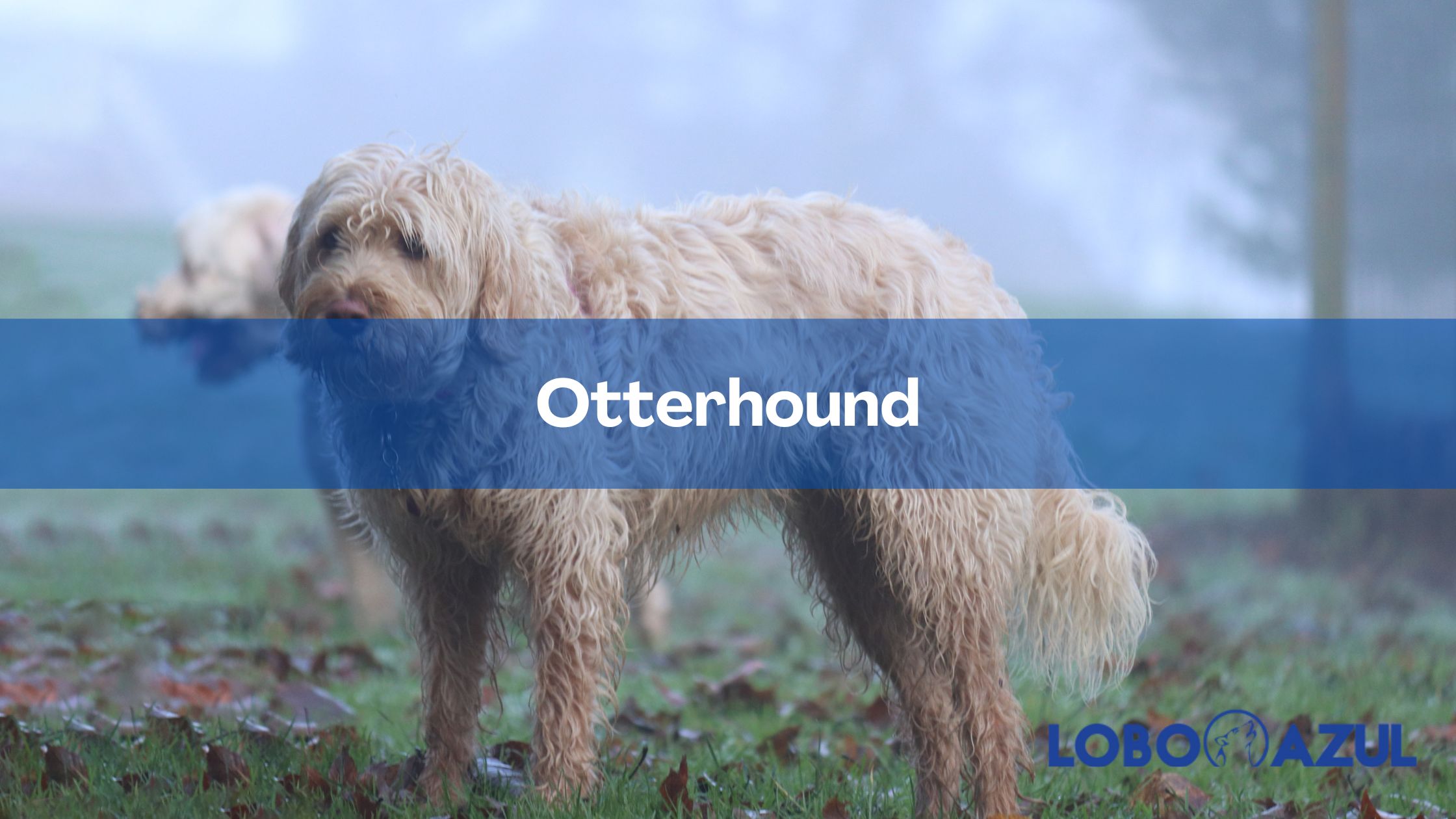 Otterhound