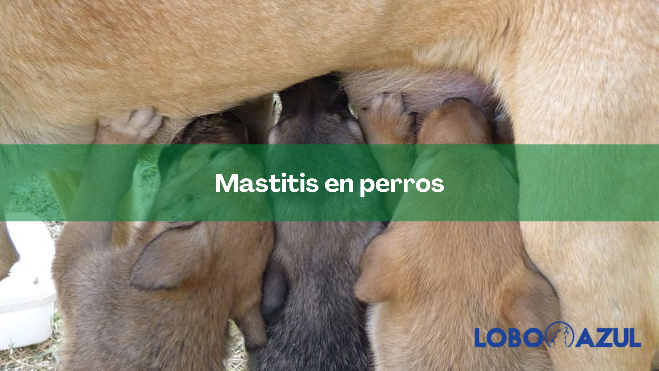 mastitis en perros