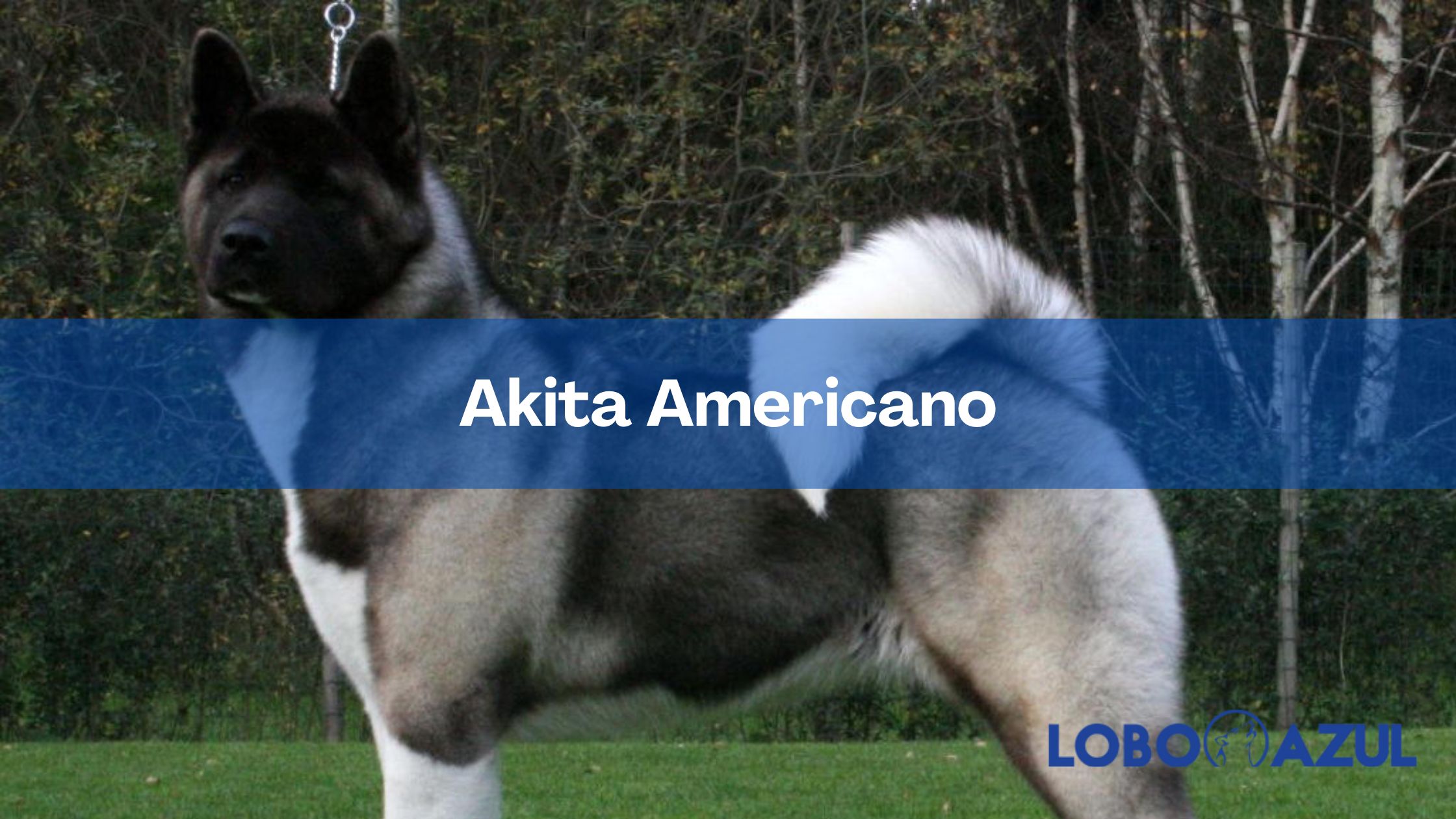 Akita Americano