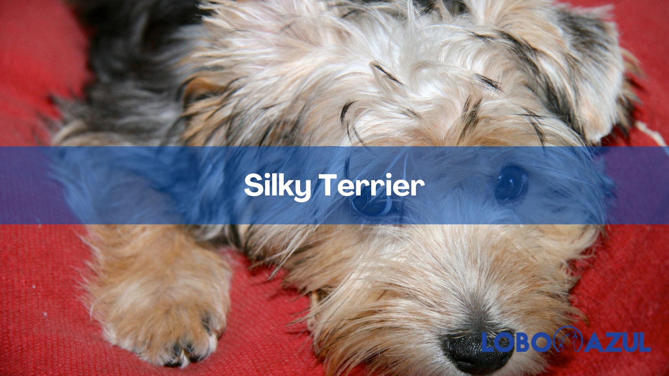 Silky Terrier