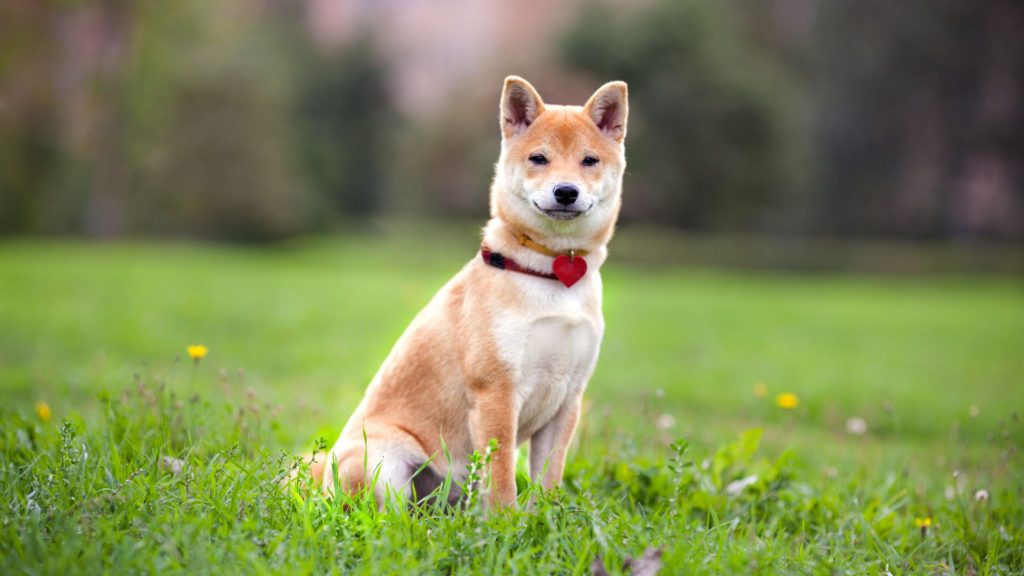 Características de Shiba Inu