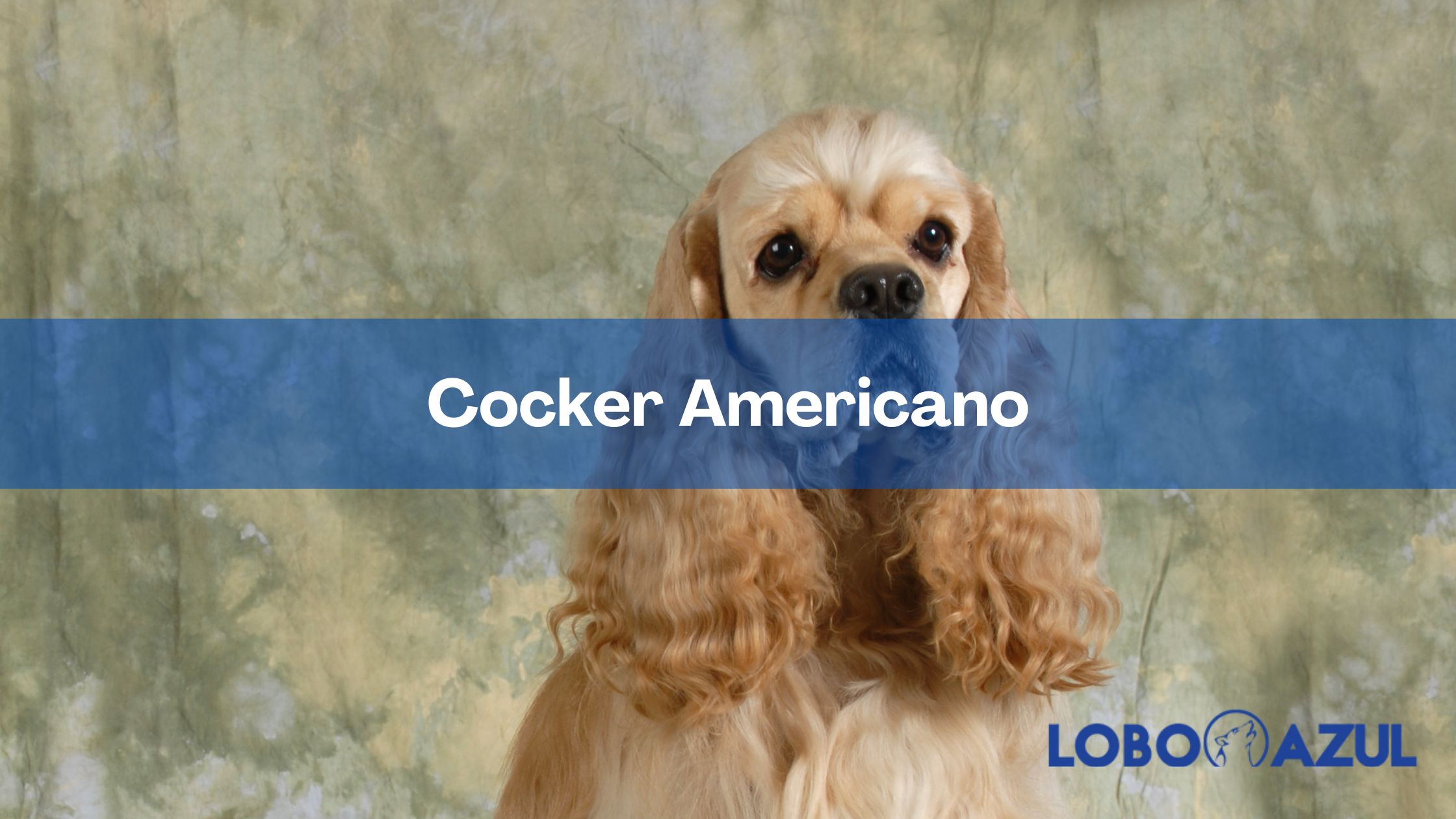 Cocker Americano