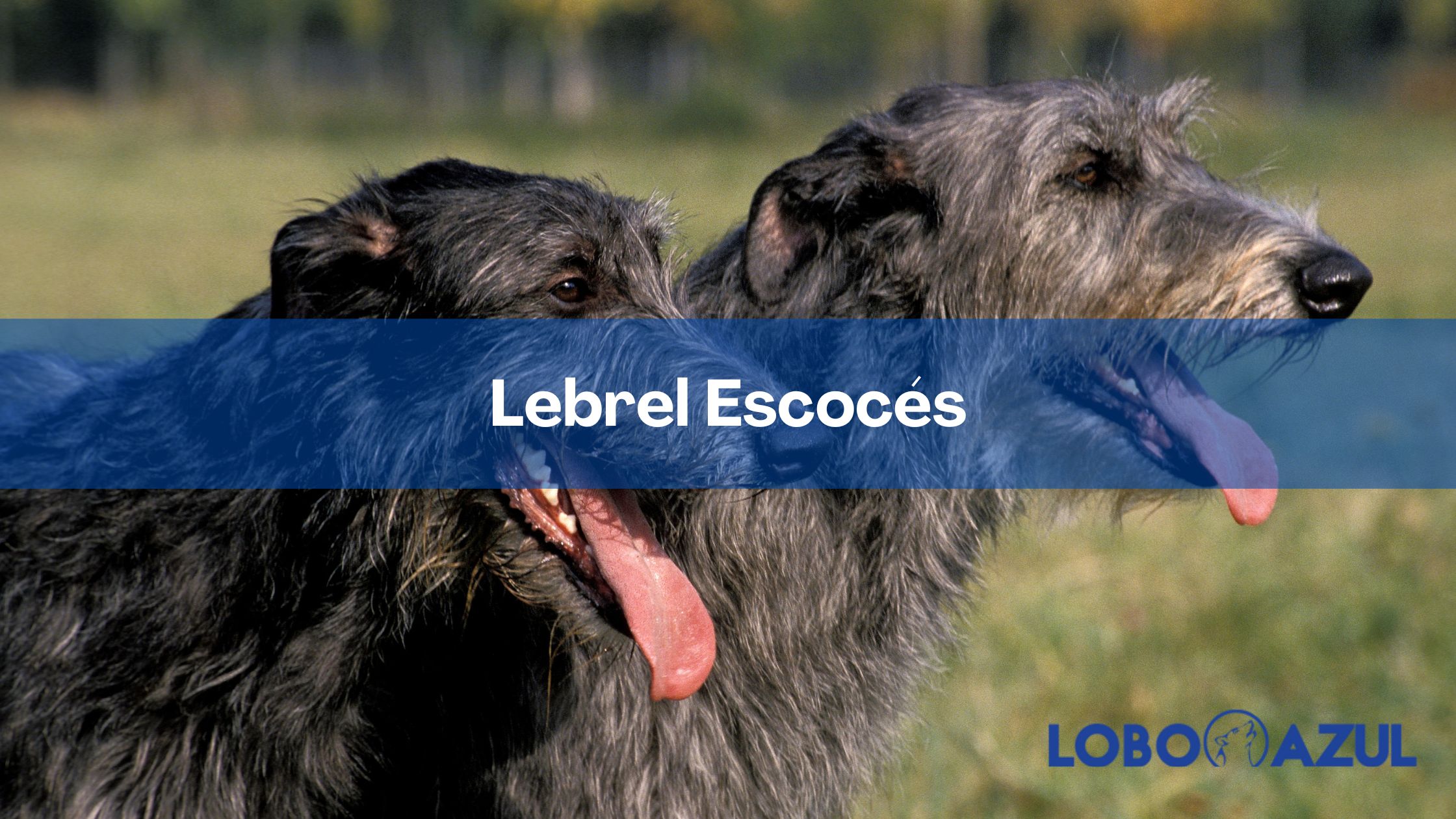 Lebrel Escoces