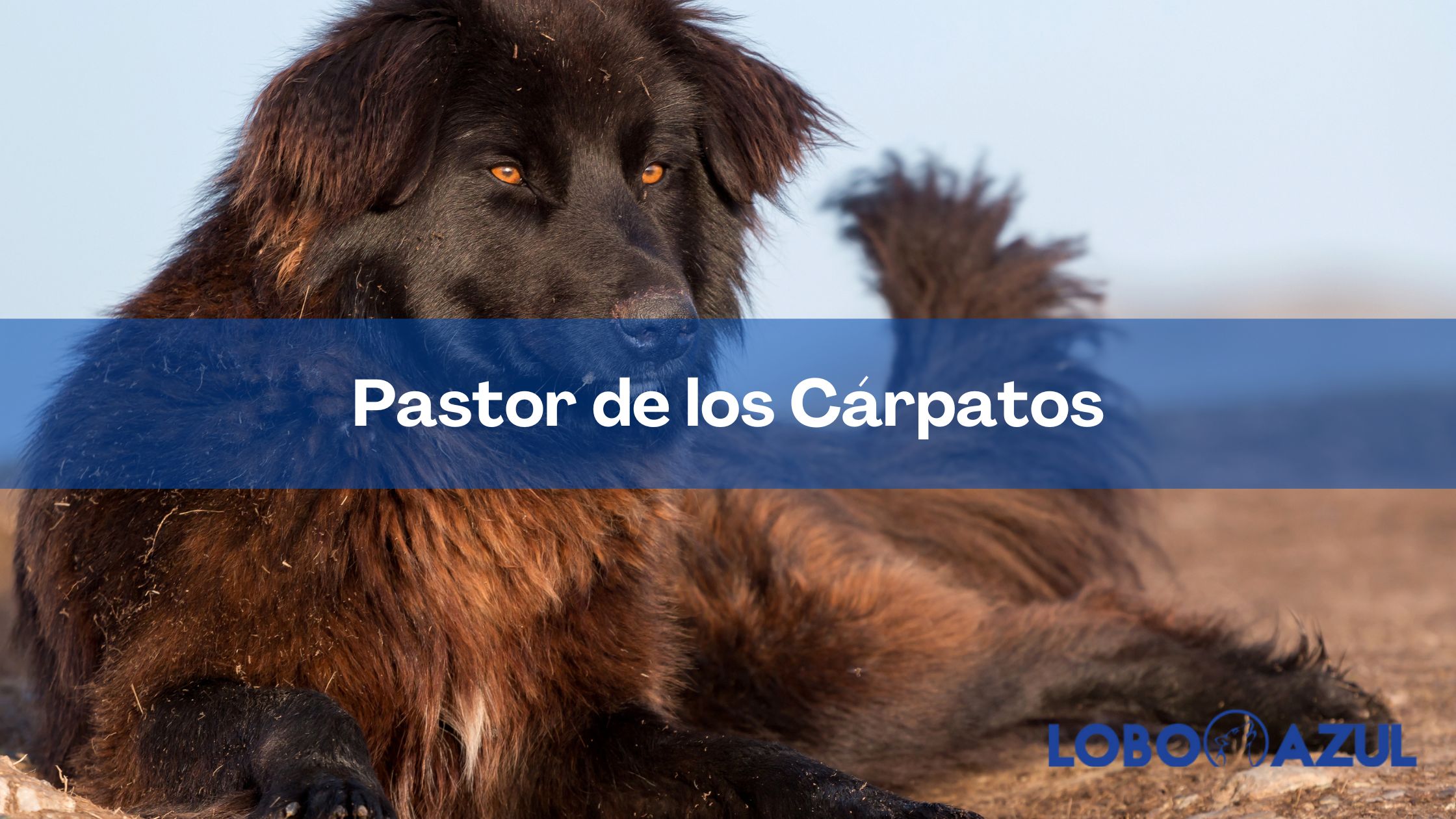 Pastor de los carpatos