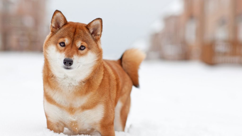 Salud de Shiba Inu