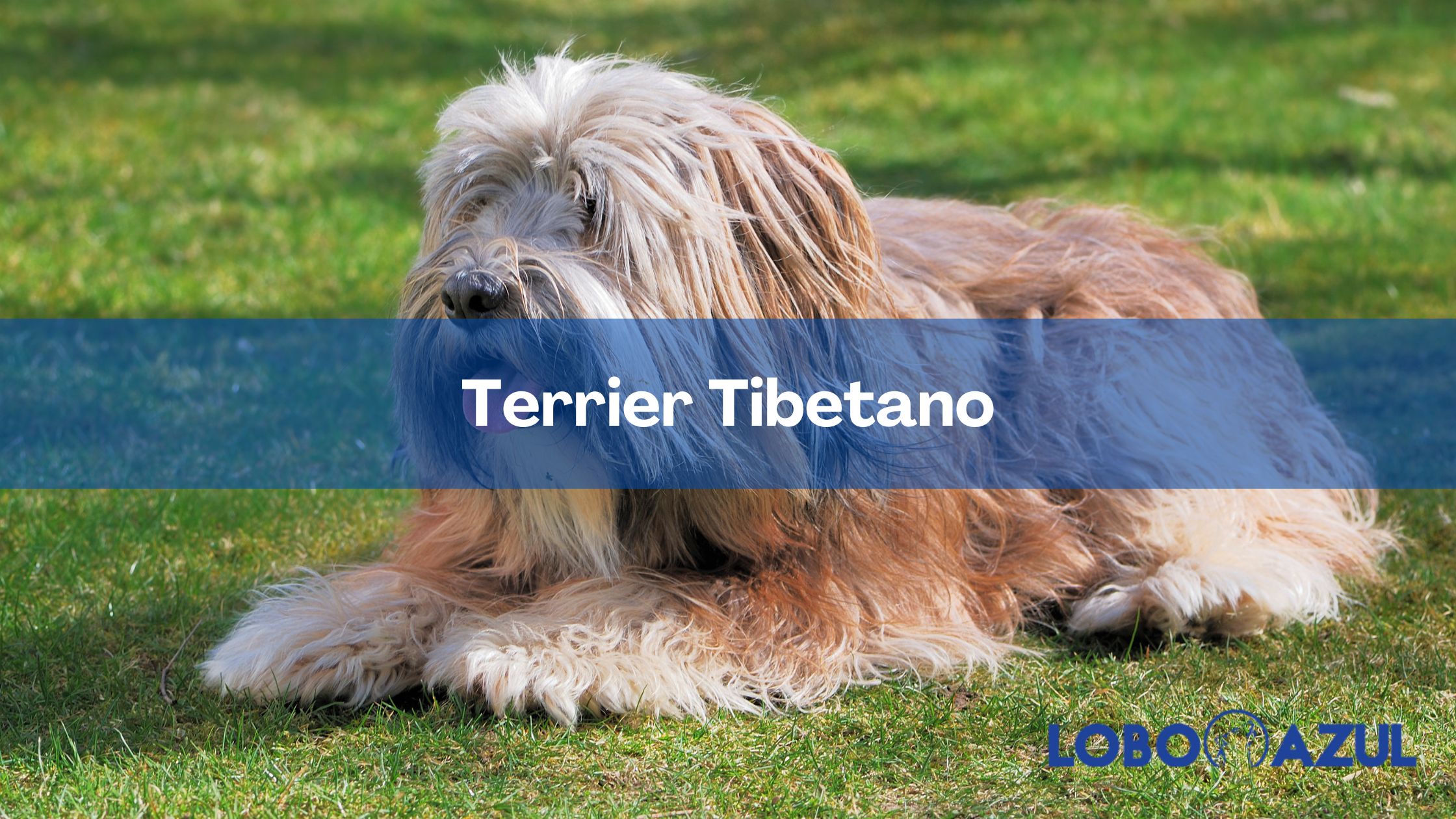 Terrier Tibetano