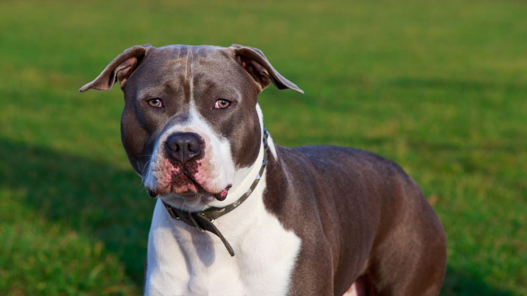 Orígenes American Staffordshire terrier 