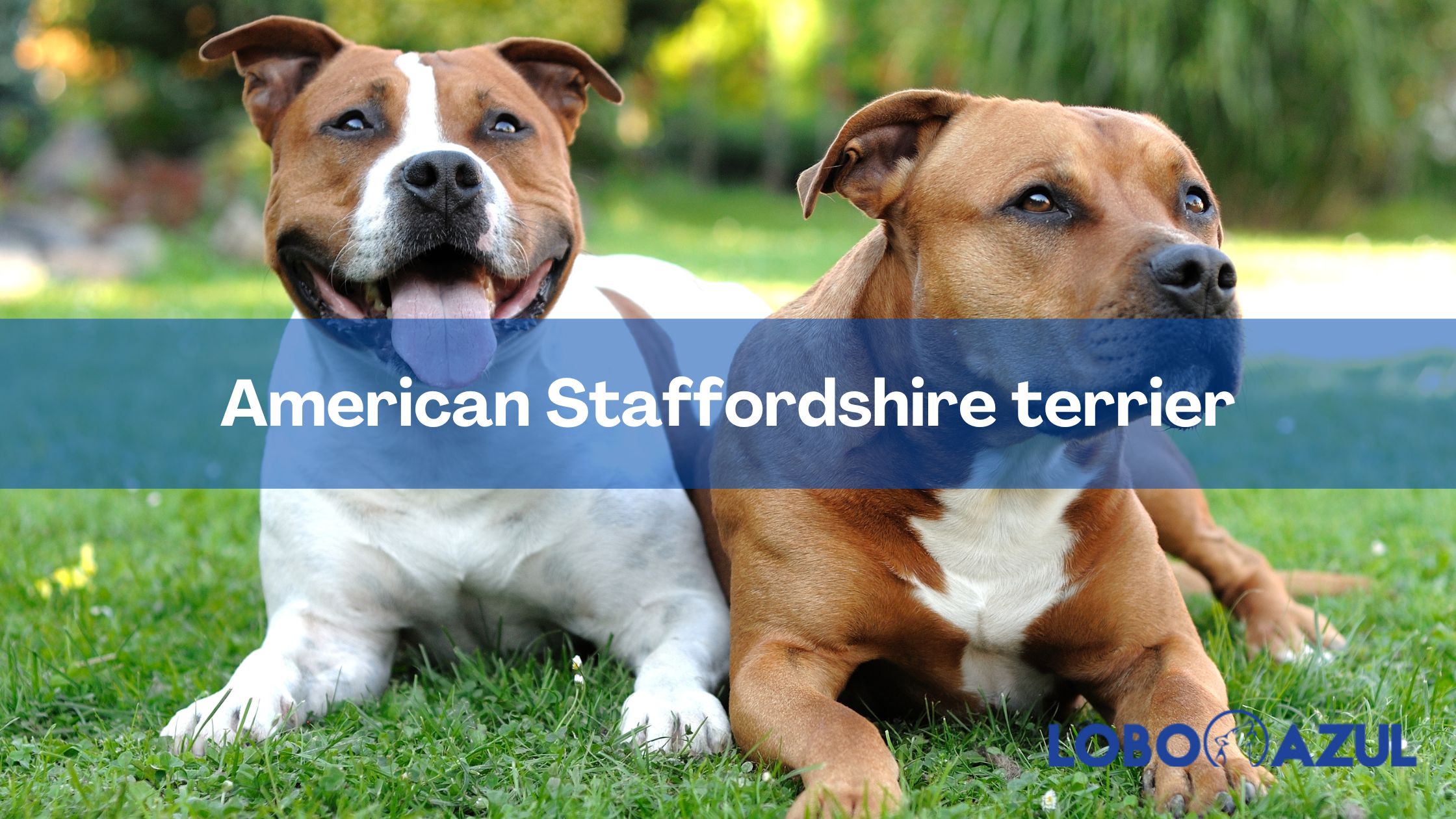 American Staffordshire terrier - Una raza que no deja indiferente a nadie